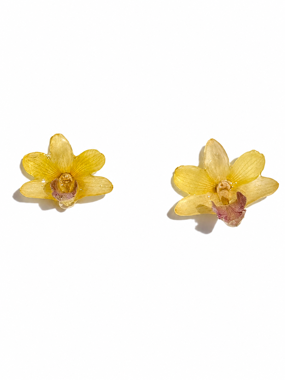 Real Yellow Dendrobium Orchid Stud Earrings