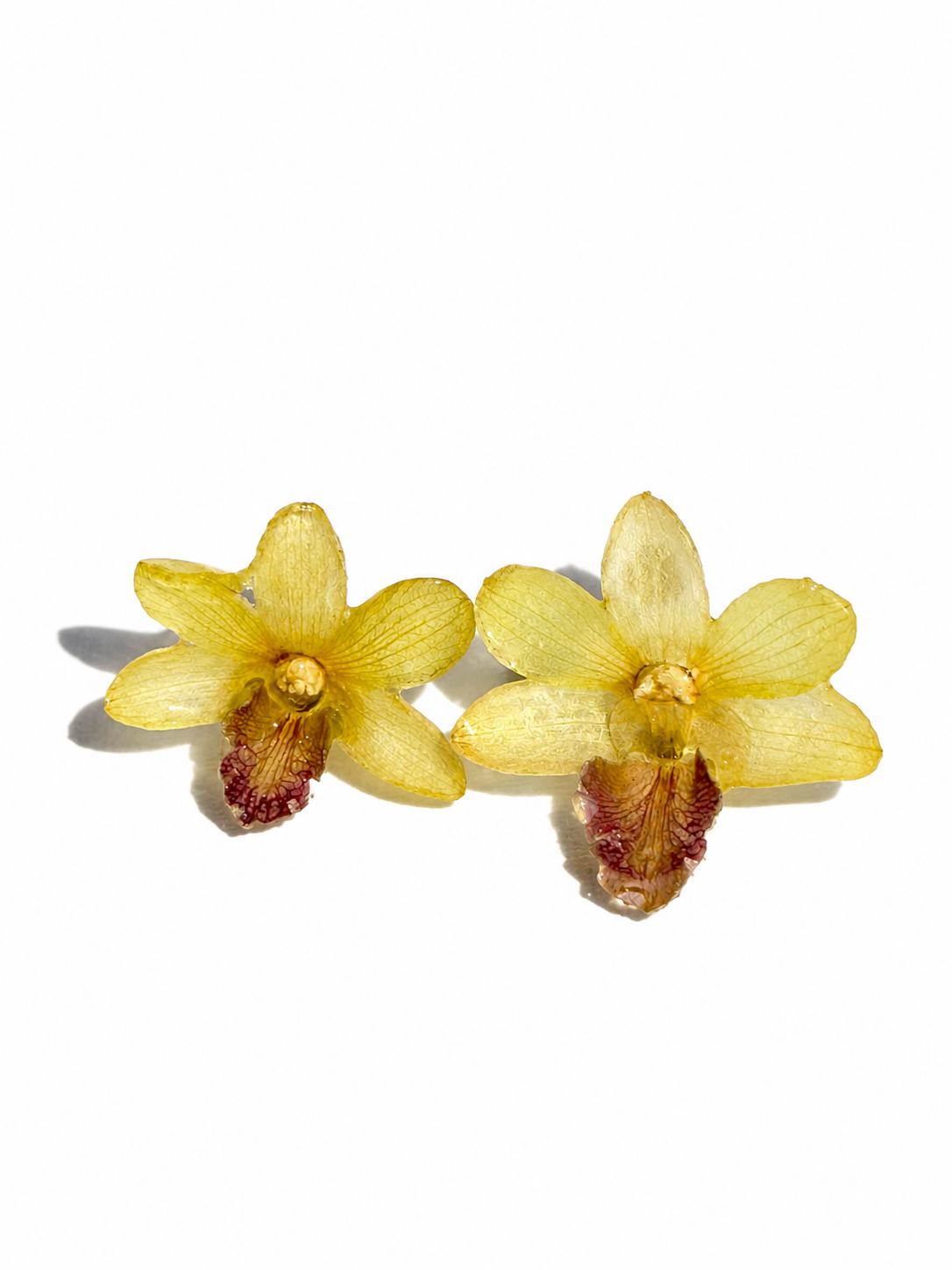 Real Yellow Dendrobium Orchid Stud Earrings